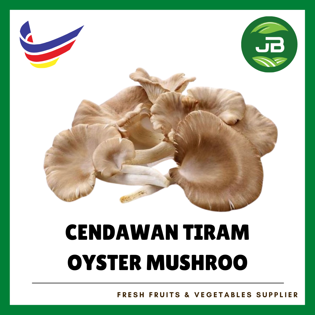 OYSTER MUSHROOM_0