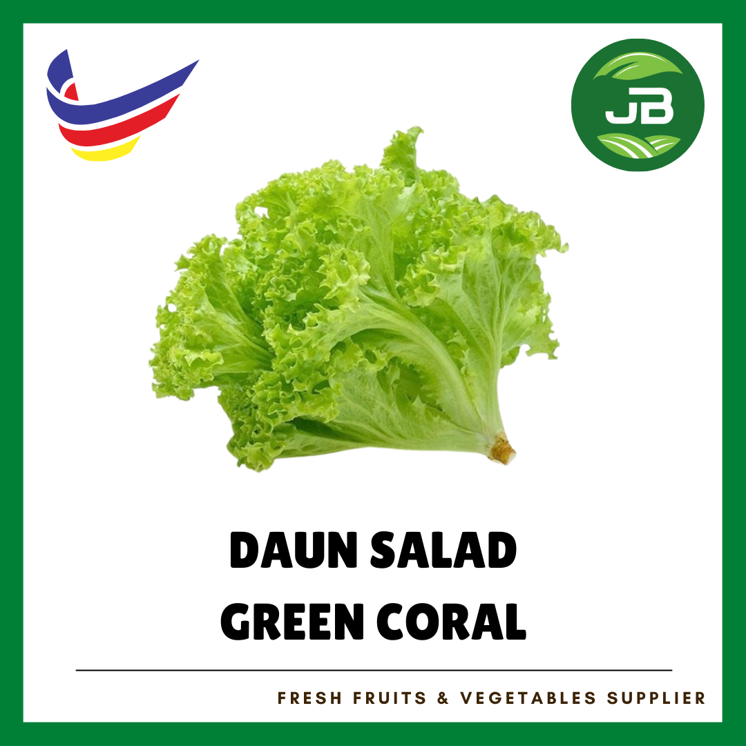 GREEN CORAL 生菜_0