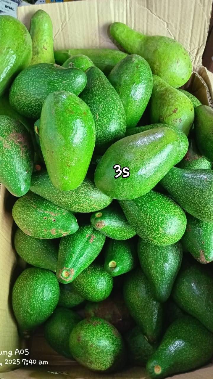 Avocado 