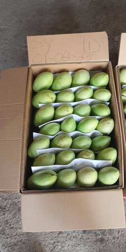 Native mango 