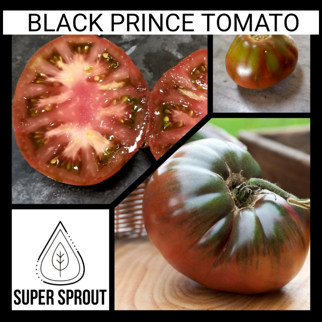 🍅BLACK PRINCE TOMATO🍅 x 15 seeds _3