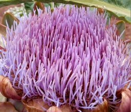 ARTICHOKE GREEN GLOBE  x 25 seeds 