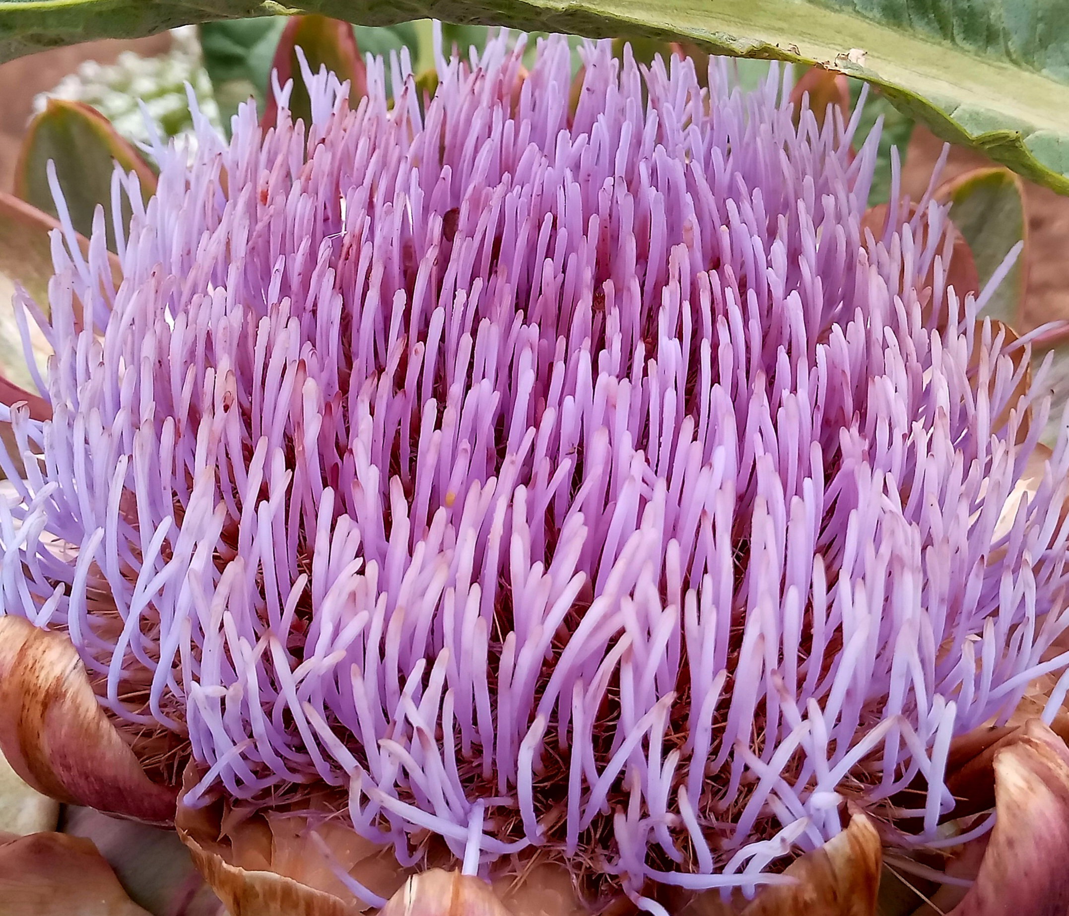 ARTICHOKE GREEN GLOBE  x 25 seeds _3
