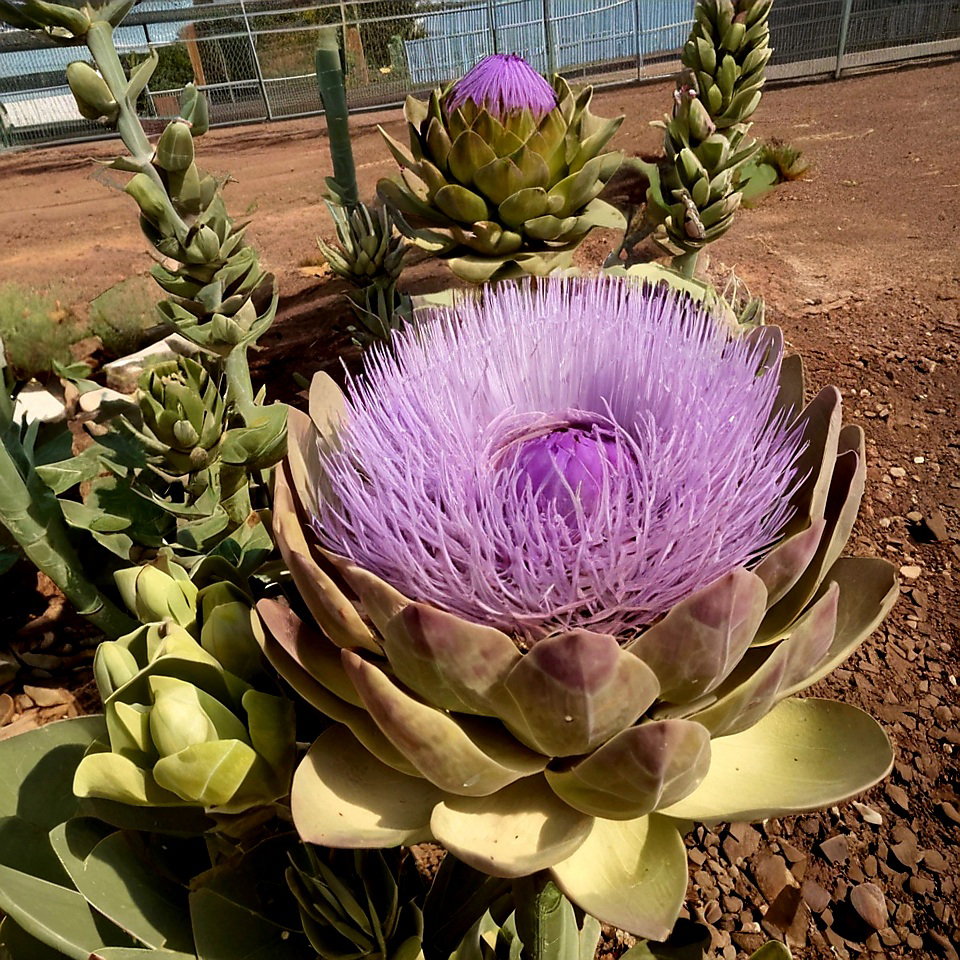 ARTICHOKE GREEN GLOBE  x 25 seeds _2