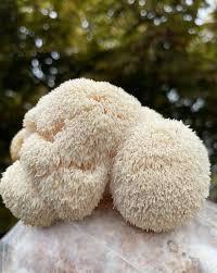 Lion's Mane "Limited"