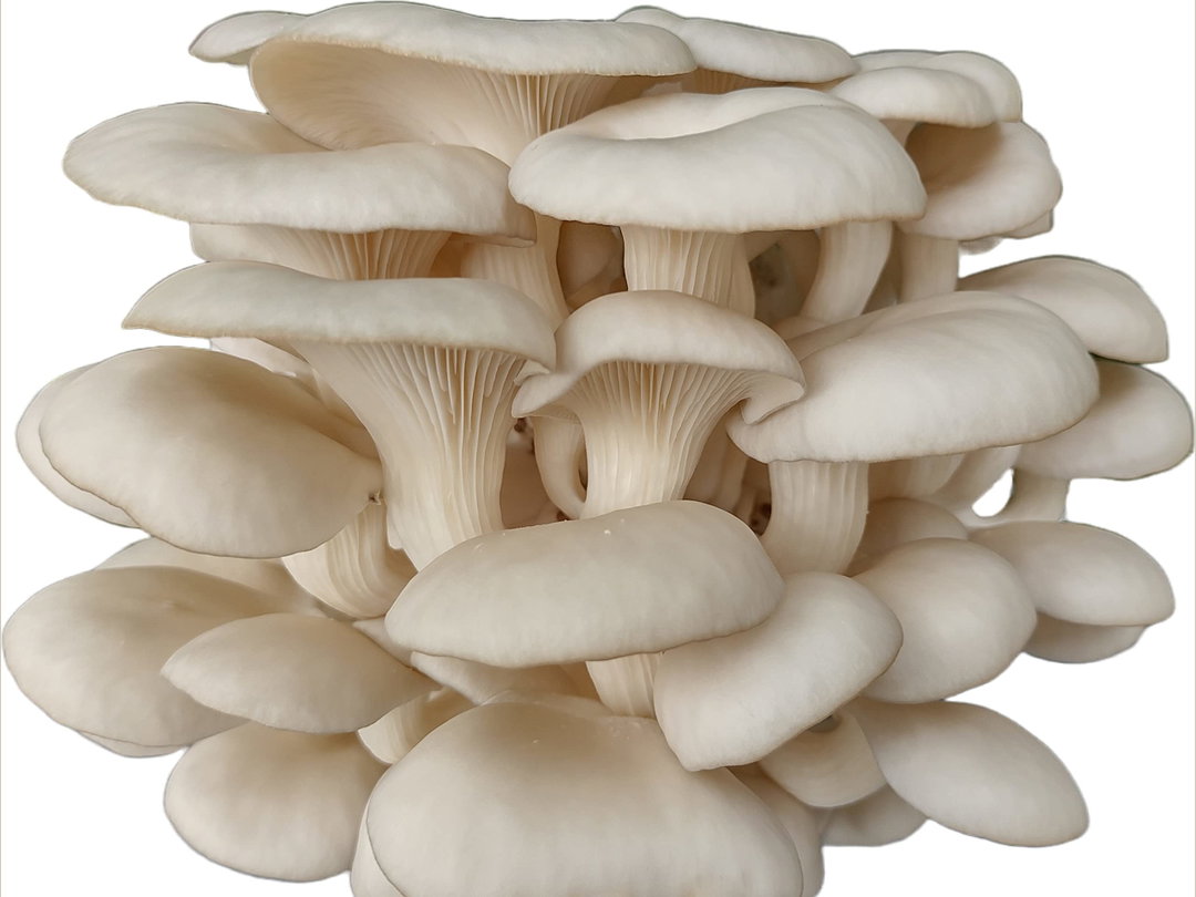 Florida Oyster