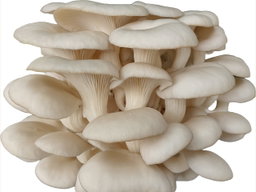 Florida Oyster - Wholesale (1kg)