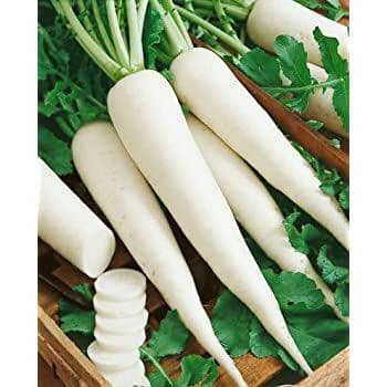 Fresh Radish_0