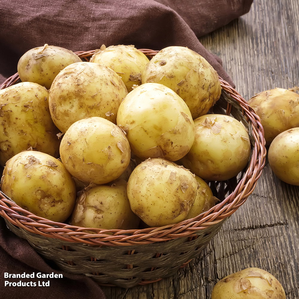 Fresh new potato_0