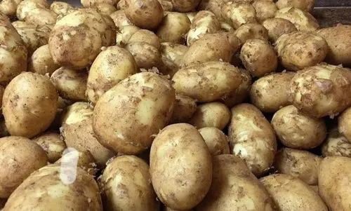 Fresh new potato_1