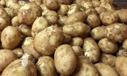 Fresh new potato