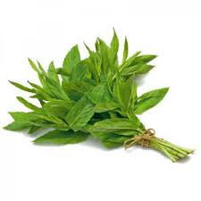 ريحان حبق basil