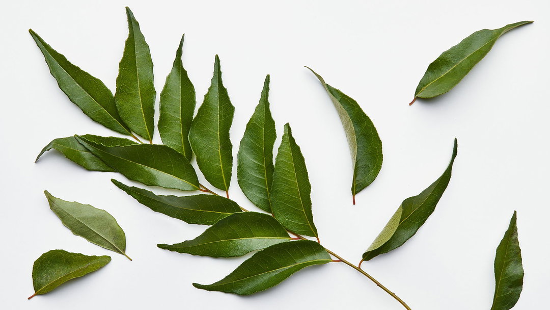 Curry leaves ورق كاري
