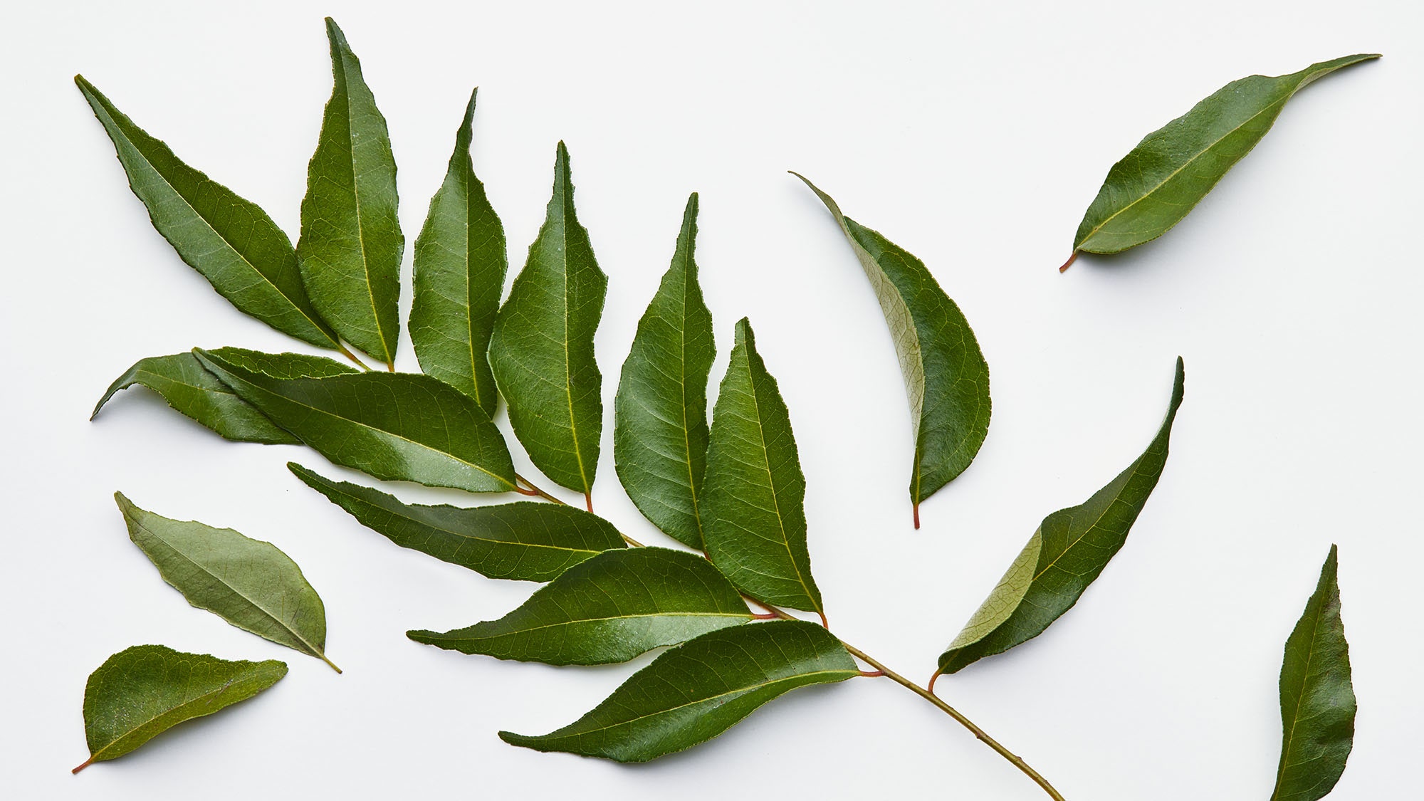 Curry leaves ورق كاري_0
