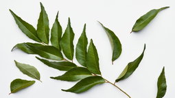Curry leaves ورق كاري