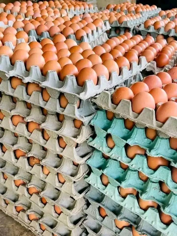 Oeufs en plateau _2