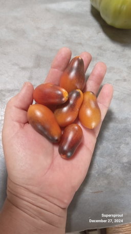 🍅INDIGO PINK PEAR DROPS🍅 x 10 seeds 