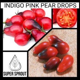 🍅INDIGO PINK PEAR DROPS🍅 x 10 seeds 