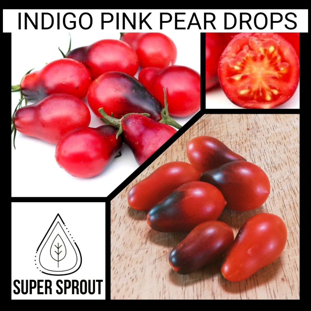 🍅INDIGO PINK PEAR DROPS🍅 x 10 seeds _2