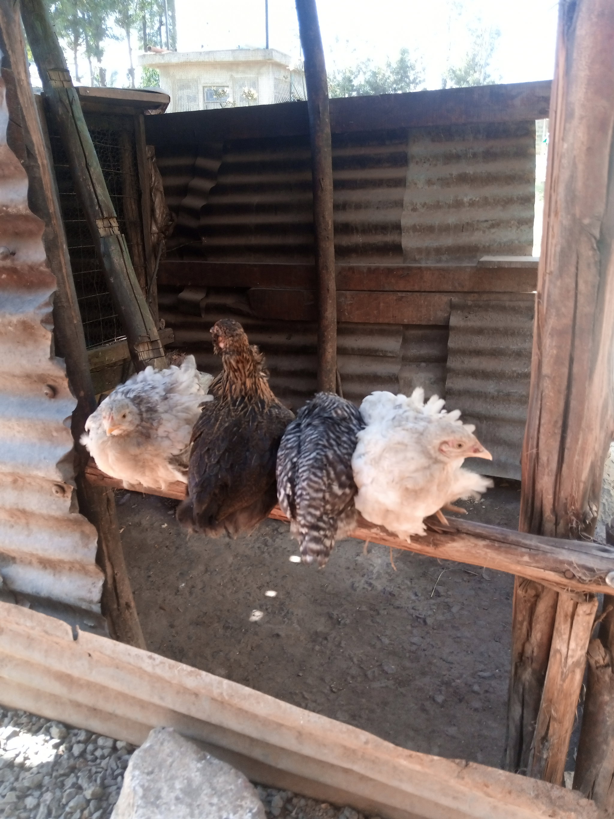 Kienyeji chicks _1