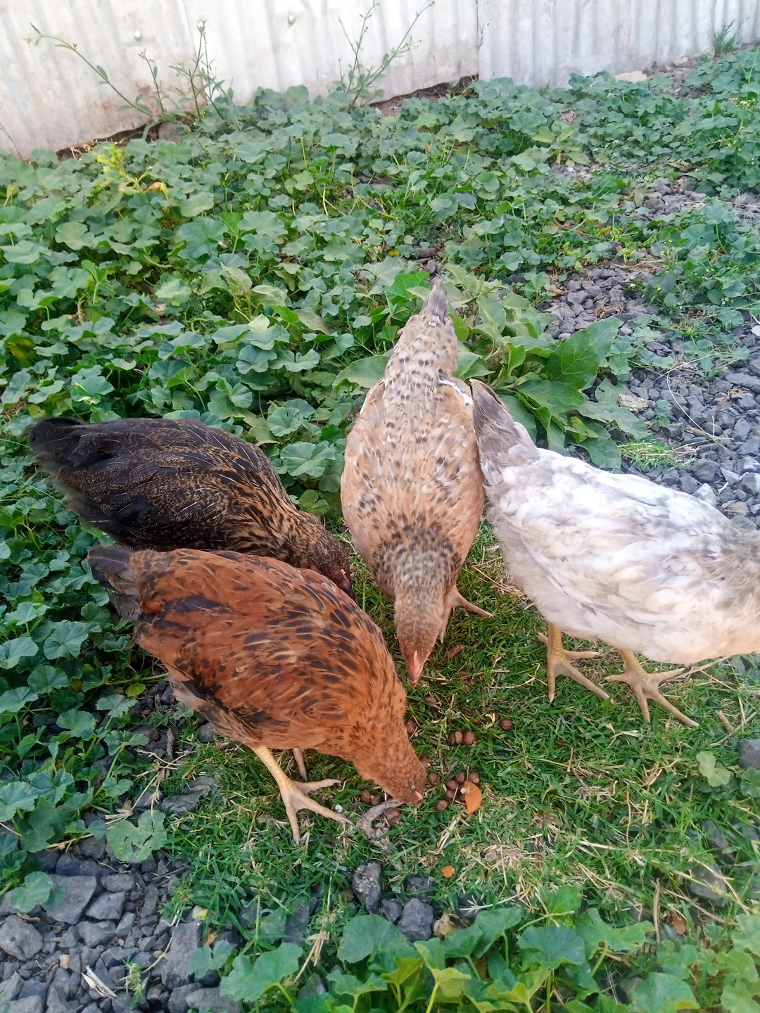 Kienyeji chicks 