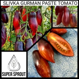 🍅SLIVKA GURMAN TOMATO🍅 x 10 seeds