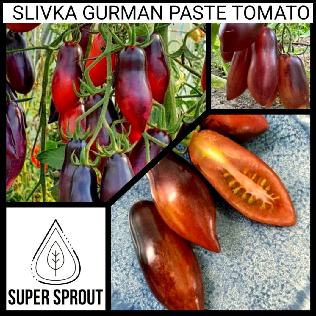 🍅SLIVKA GURMAN TOMATO🍅 x 10 seeds_4