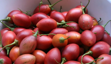Tree tomatoes_1