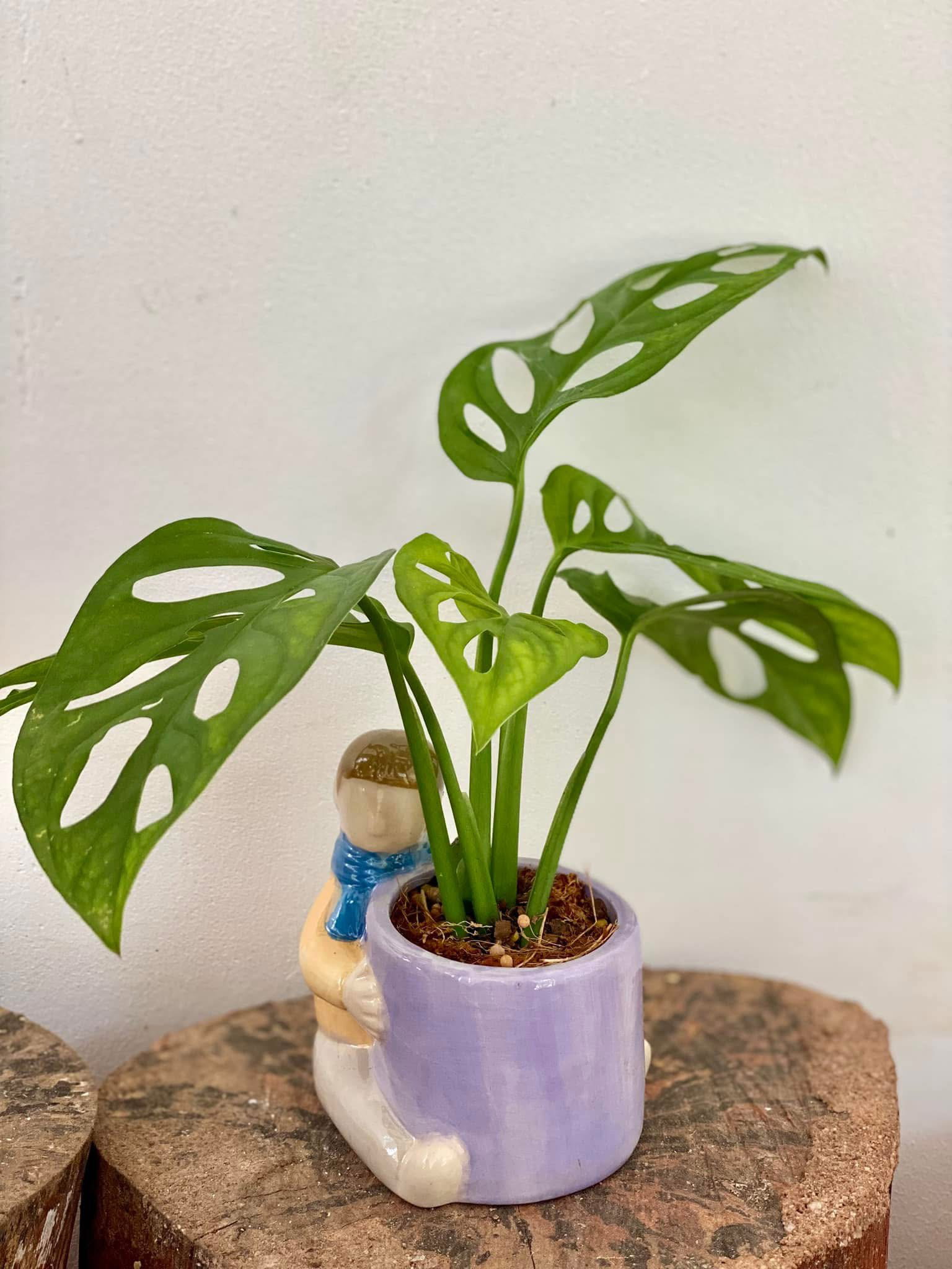 Plant 2_0