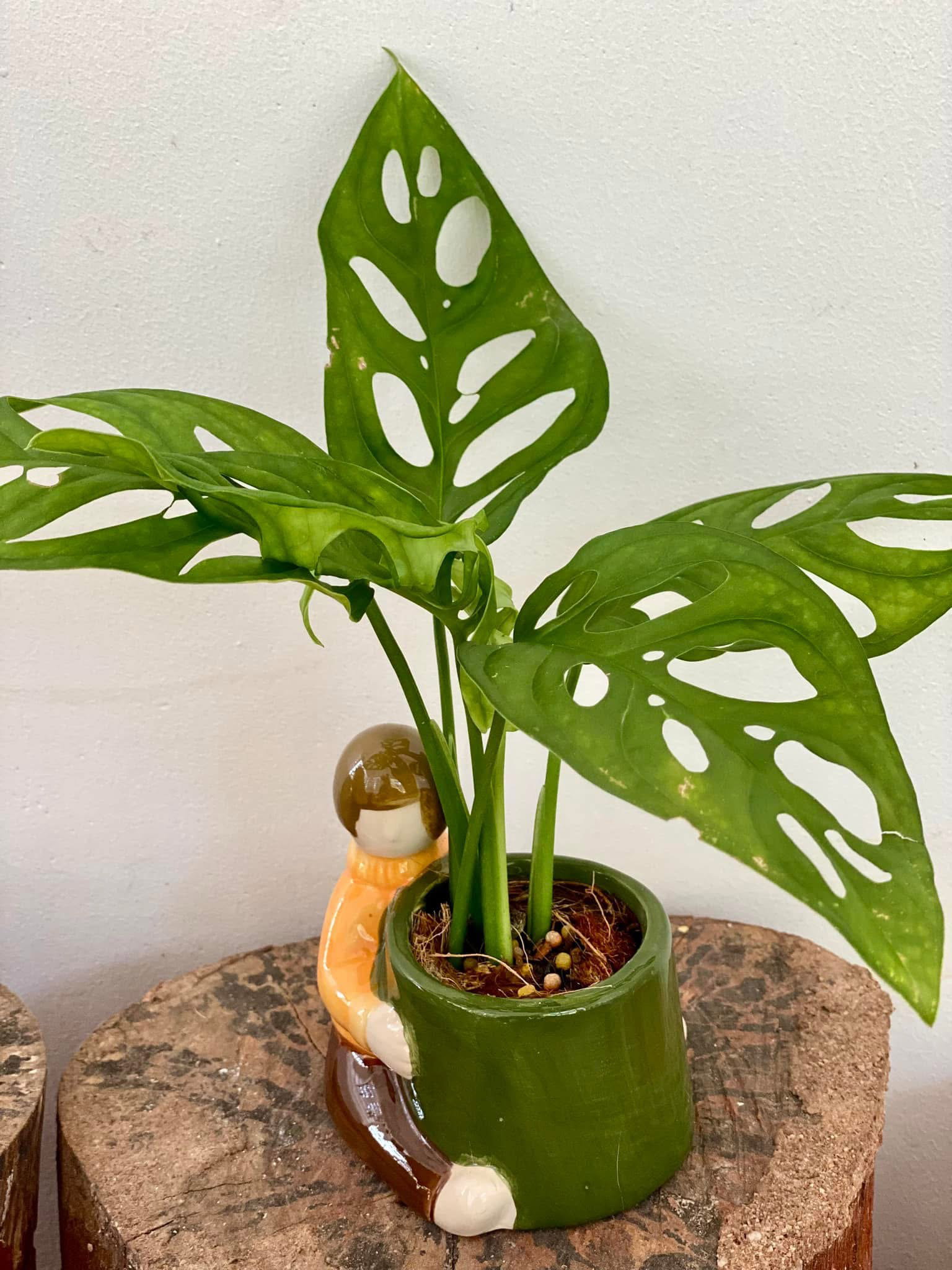 Plant 1_0