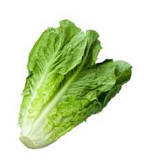 Lettuce romiane خس رومي_0