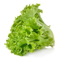 Lettuce lolly rosso  خس لولو روسو
