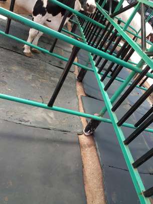 Cow Mats 
