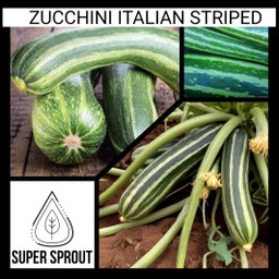 🥒ITALIAN STRIPED ZUCCHINI🥒 x 10 seeds