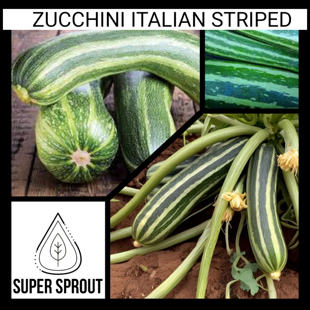 🥒ITALIAN  STRIPED ZUCCHINI🥒 x 10 seeds_1