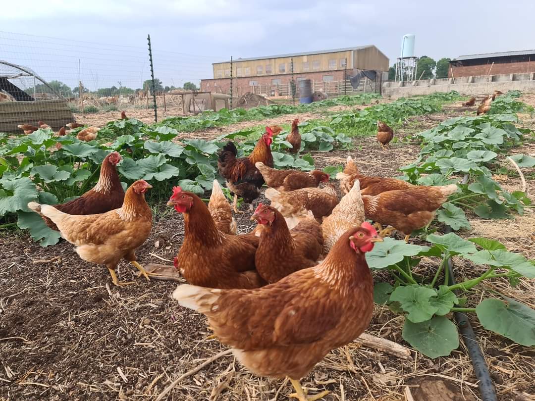 30 x free range eggs (certified free range)_0