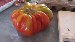 🍅ACCORDION RED TOMATO🍅 x 10 seeds