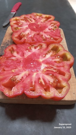 🍅ACCORDION RED TOMATO🍅 x 10 seeds