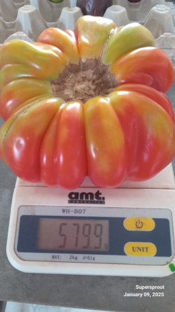 🍅ACCORDION RED TOMATO🍅 x 10 seeds
