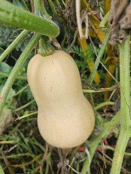 1 x Butternut - organic