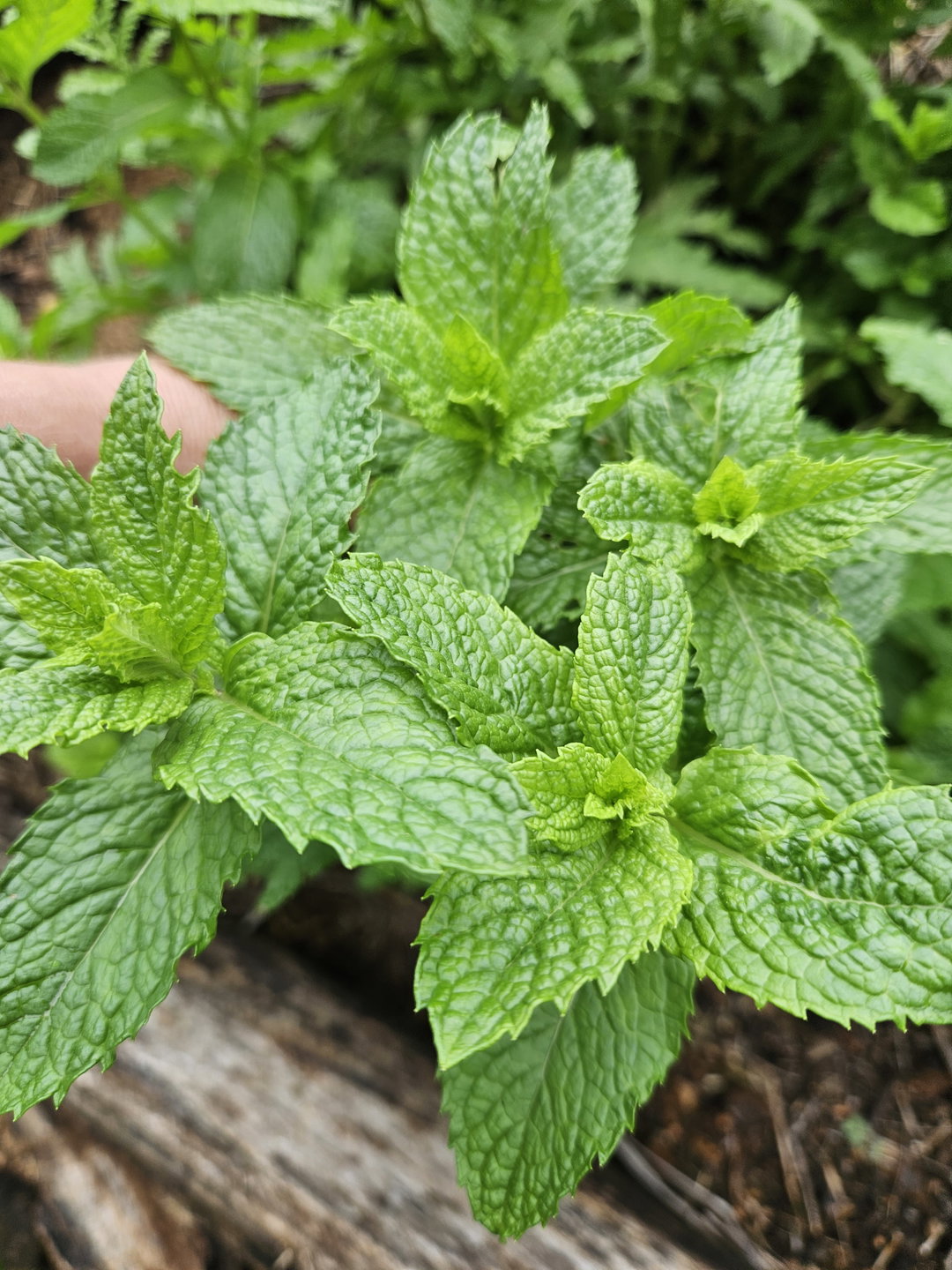 30g Mint - organic