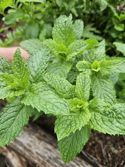 30g Mint - organic