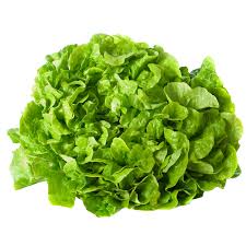Salade de chêne _0