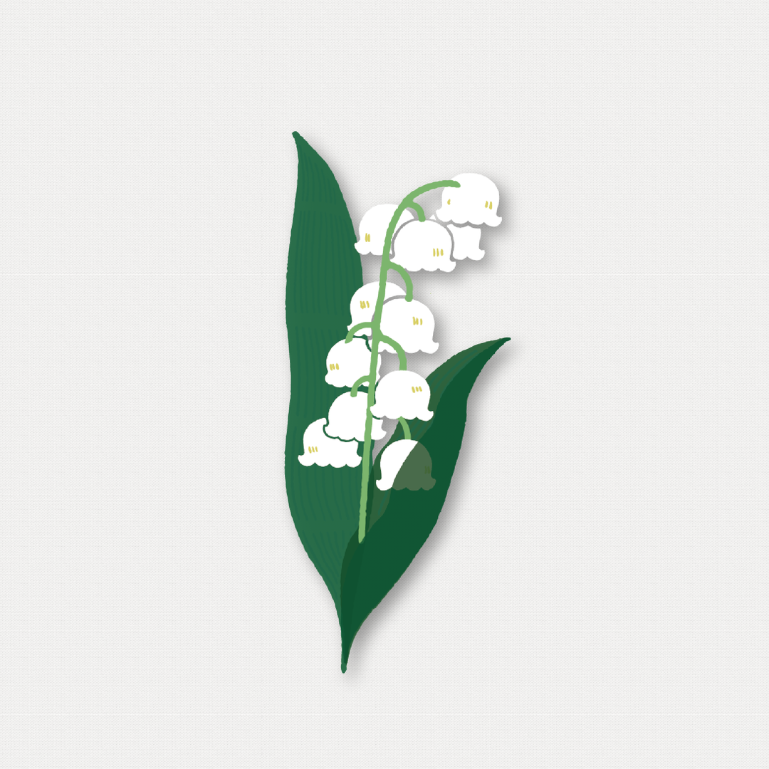 珍貴的白鈴蘭 Whispering Lily of the Valley