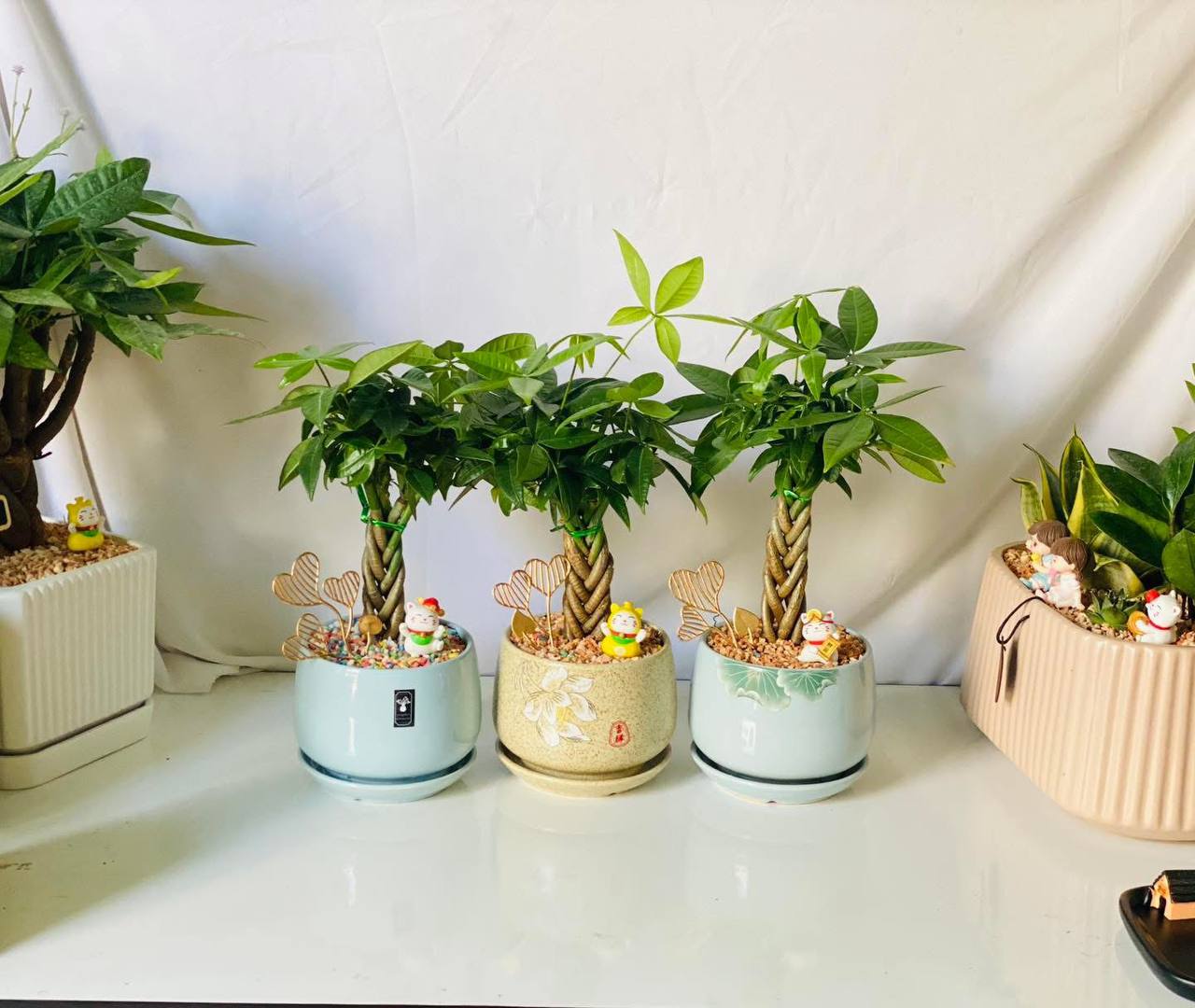 Money tree_0