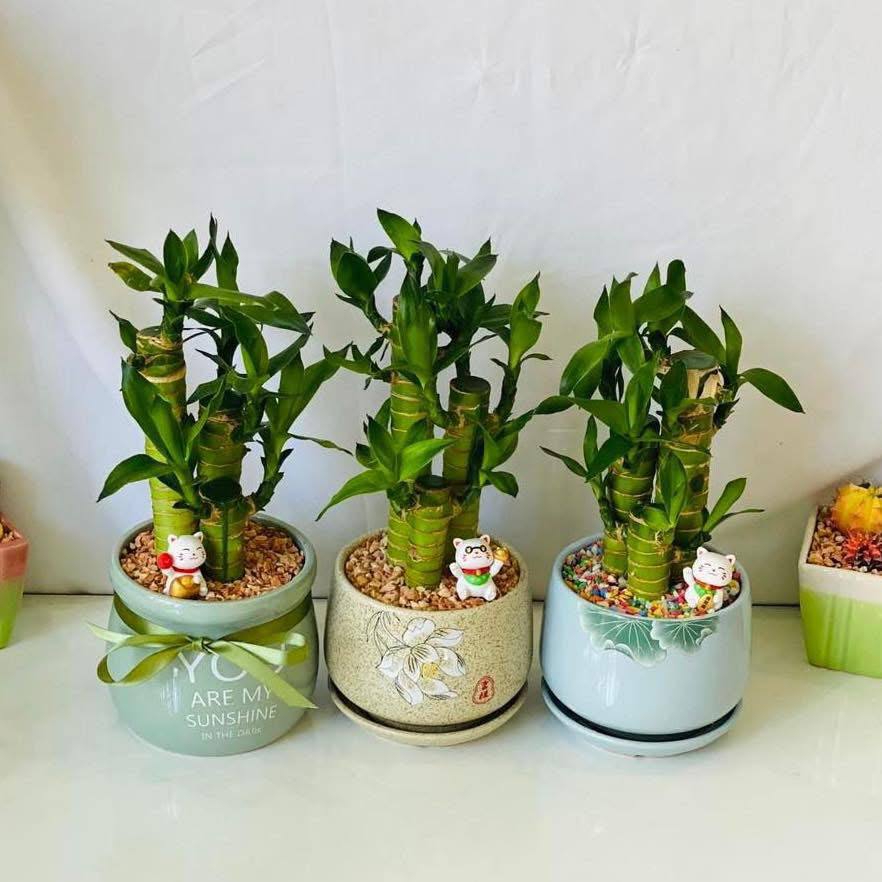 Lucky bamboo_0