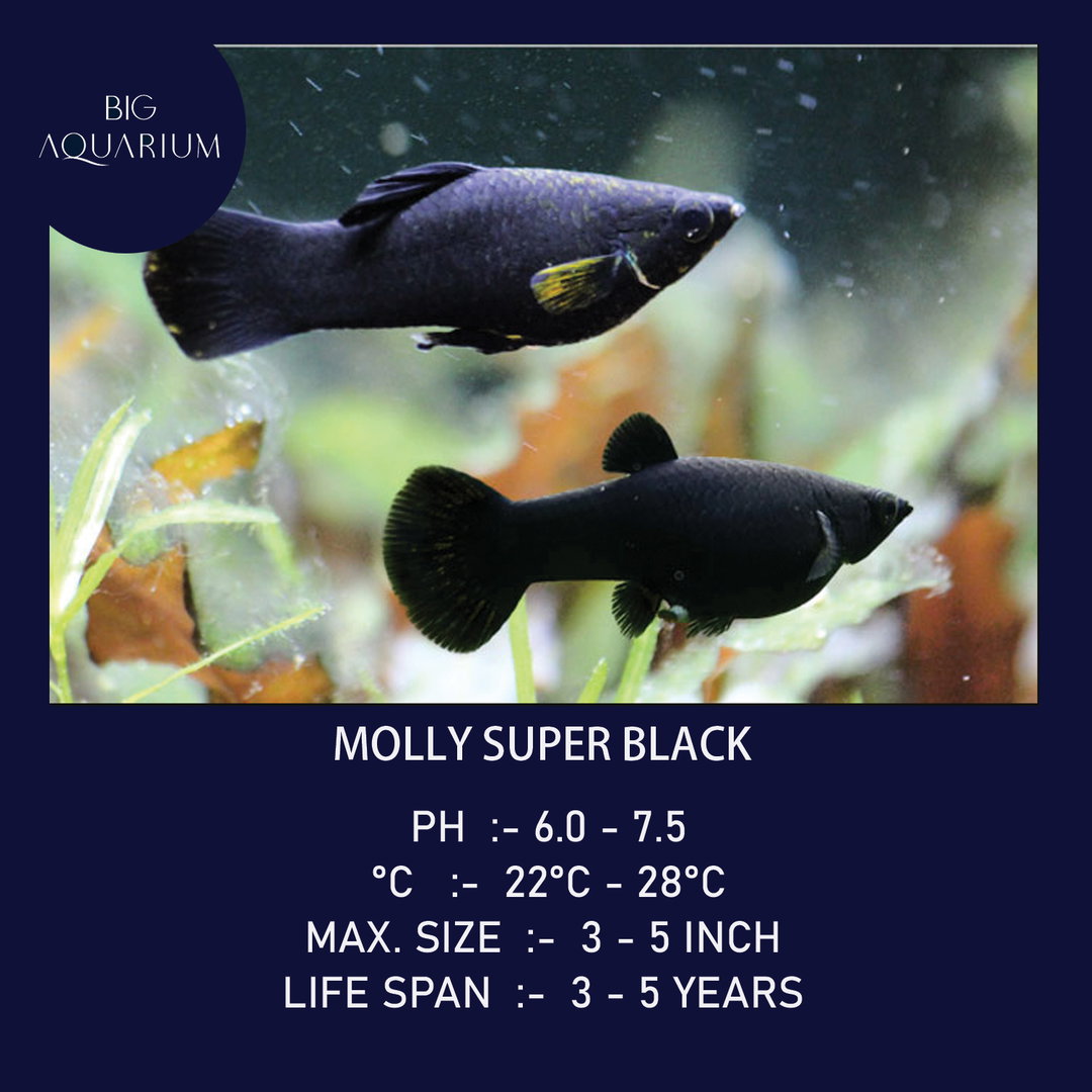 Molly Super Black