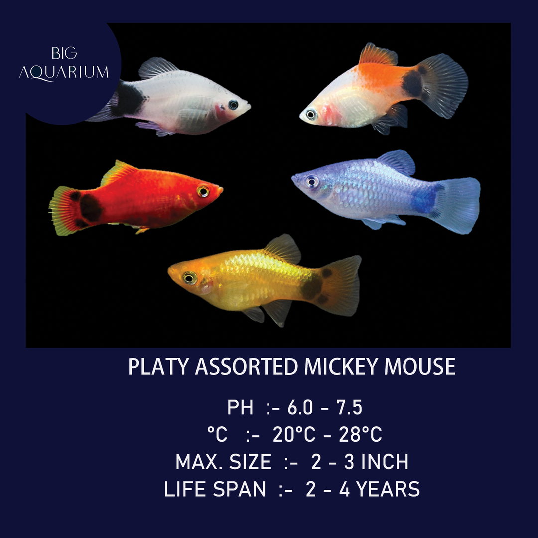 Platy - Assorted Mickey Mouse