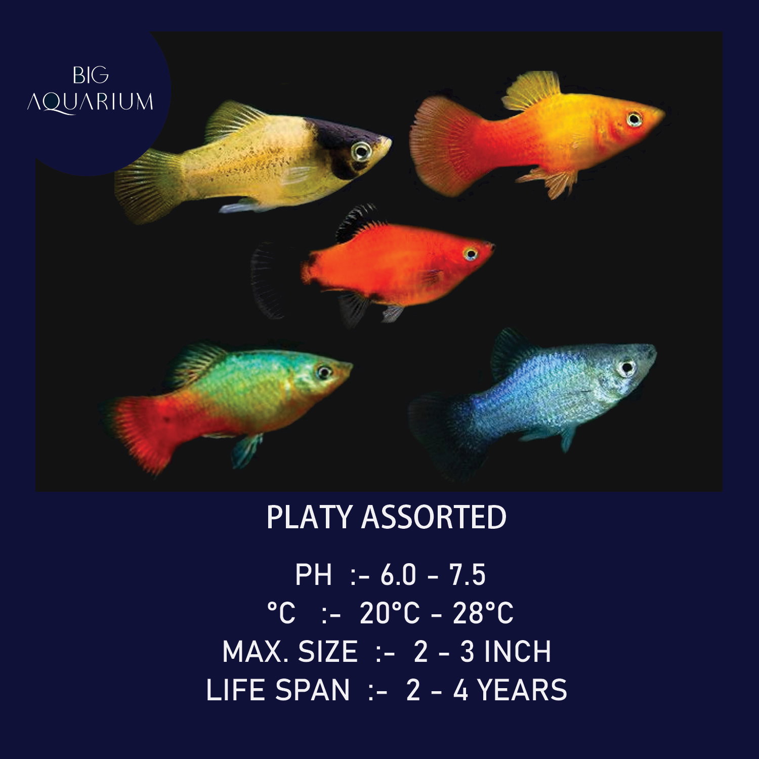 Platy - Assorted_0