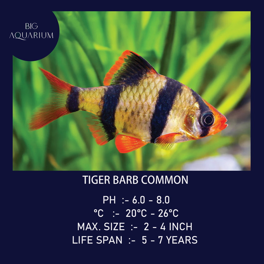 Barb - Tiger Common